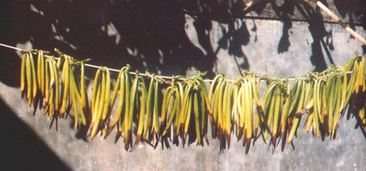 Papantla Vanilla: A Scent with a Passport