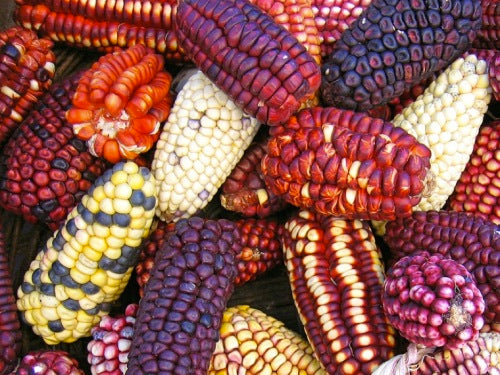 5 Lugares Para Disfrutar de los Elotes en México
